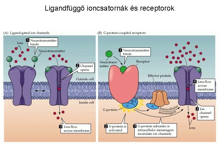 Ligandfüggő ioncsatornák és receptorok 