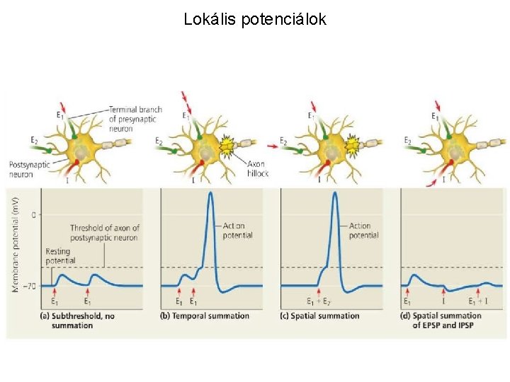 Lokális potenciálok 