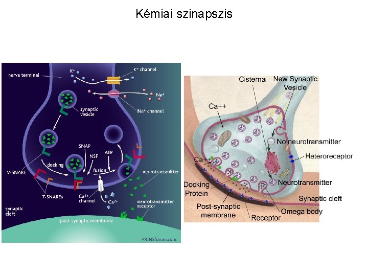 Kémiai szinapszis 