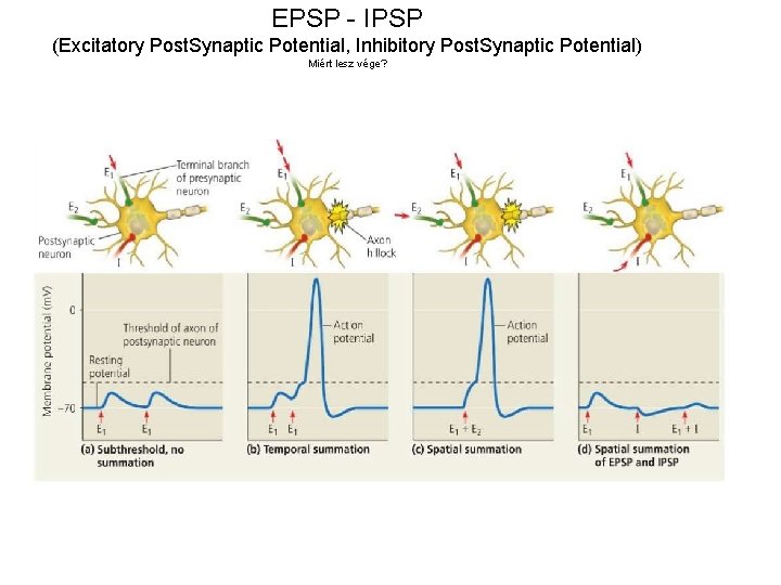 EPSP - IPSP (Excitatory Post. Synaptic Potential, Inhibitory Post. Synaptic Potential) Miért lesz vége?