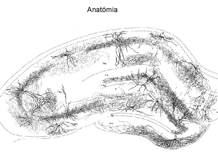 Anatómia 