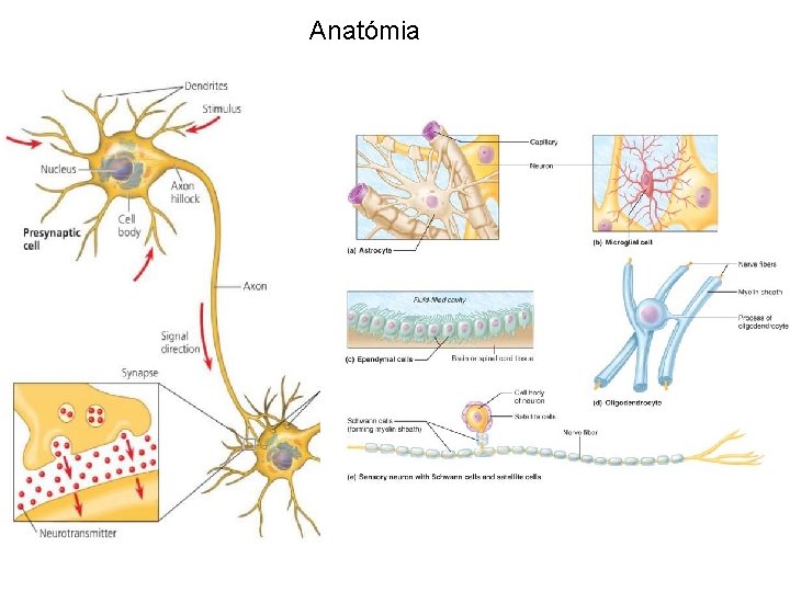 Anatómia 