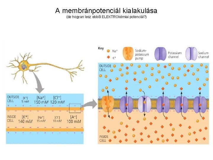 A membránpotenciál kialakulása (de hogyan lesz ebből ELEKTROkémiai potenciál? ) 