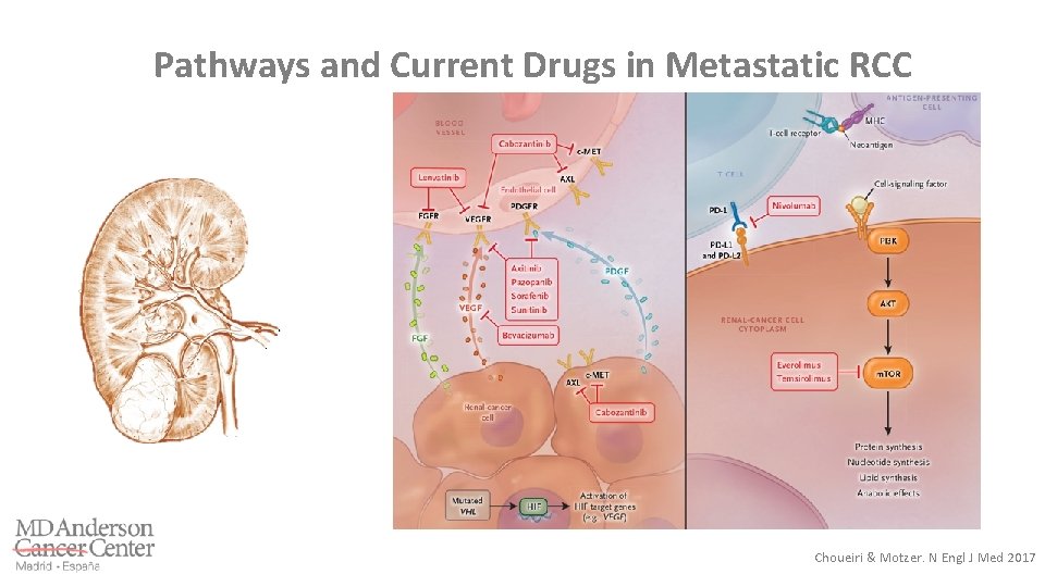 Pathways and Current Drugs in Metastatic RCC Choueiri & Motzer. N Engl J Med
