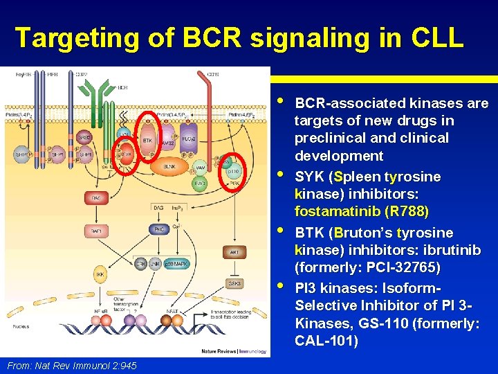 Targeting of BCR signaling in CLL • • From: Nat Rev Immunol 2: 945