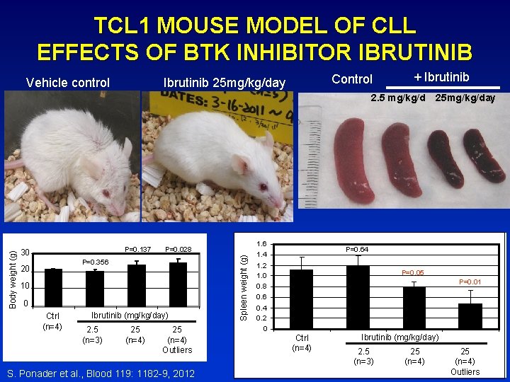 TCL 1 MOUSE MODEL OF CLL EFFECTS OF BTK INHIBITOR IBRUTINIB Vehicle control Control