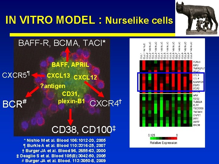 IN VITRO MODEL : Nurselike cells BAFF-R, BCMA, TACI* BAFF, APRIL CXCR 5¶ BCR