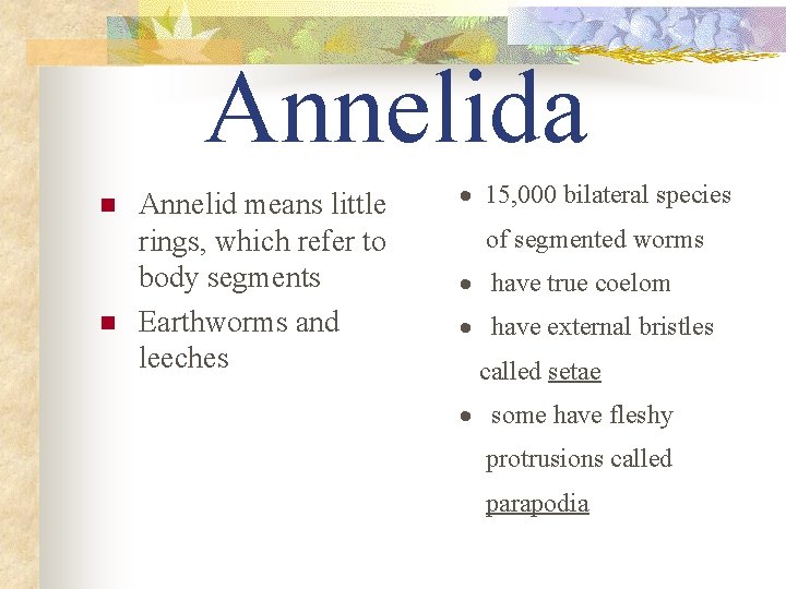 Annelida n n Annelid means little rings, which refer to body segments Earthworms and