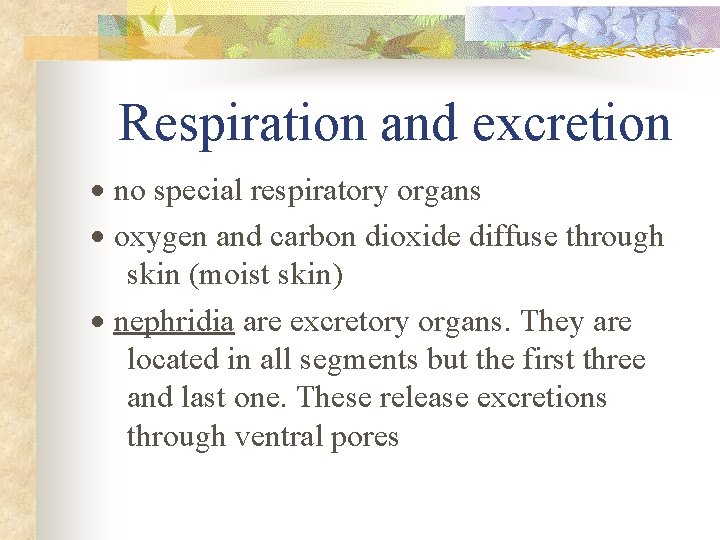 Respiration and excretion · no special respiratory organs · oxygen and carbon dioxide diffuse