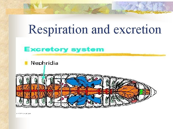 Respiration and excretion 