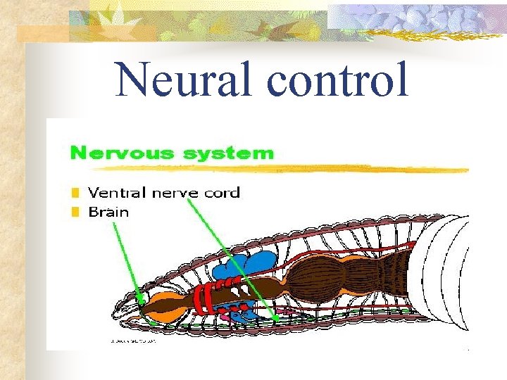 Neural control 