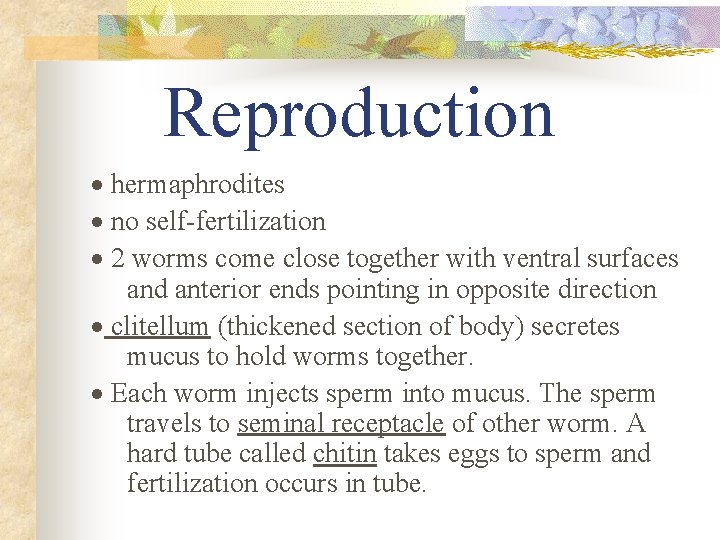 Reproduction · hermaphrodites · no self-fertilization · 2 worms come close together with ventral