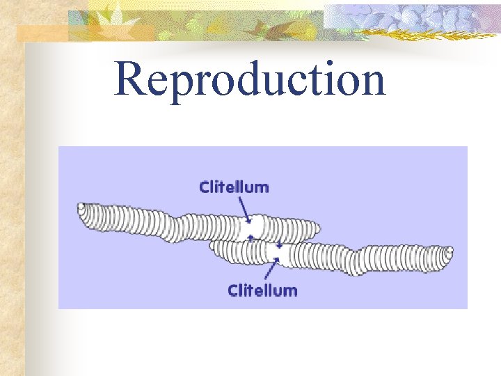 Reproduction 