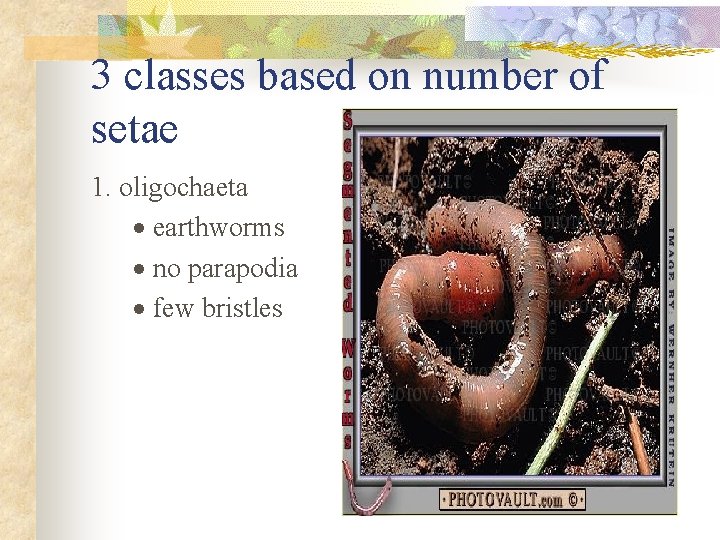3 classes based on number of setae 1. oligochaeta · earthworms · no parapodia