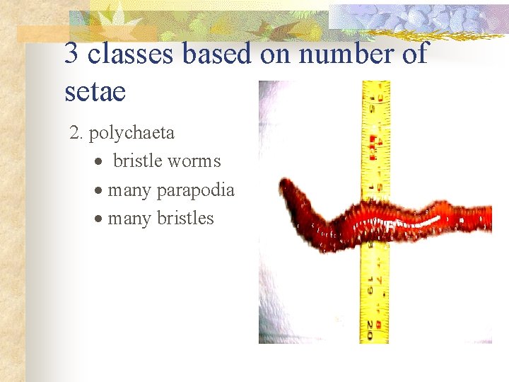 3 classes based on number of setae 2. polychaeta · bristle worms · many