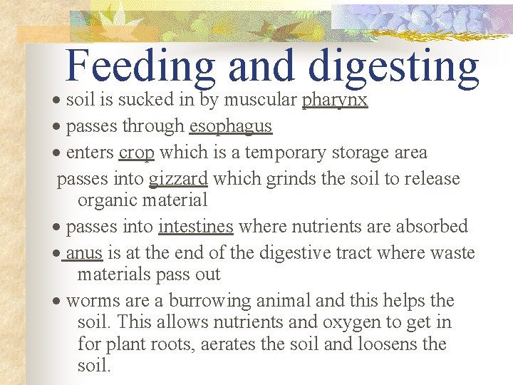 Feeding and digesting · soil is sucked in by muscular pharynx · passes through