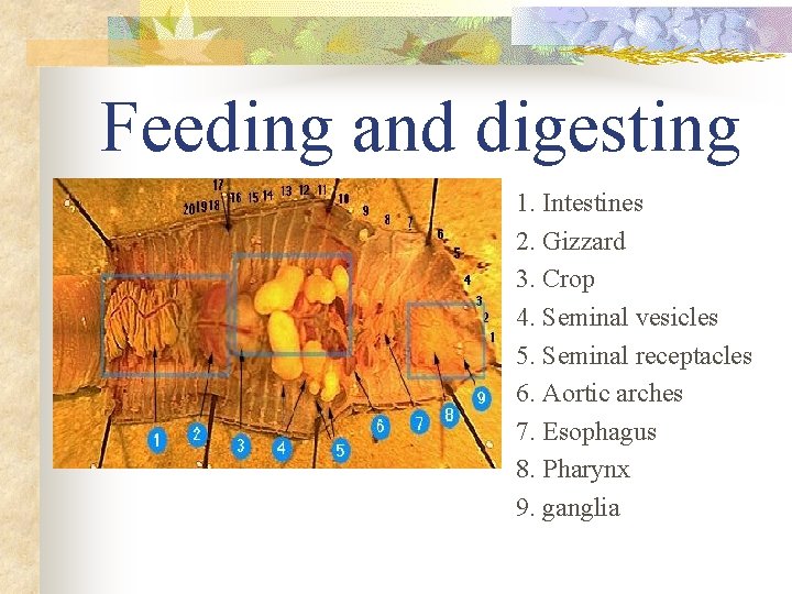 Feeding and digesting 1. Intestines 2. Gizzard 3. Crop 4. Seminal vesicles 5. Seminal