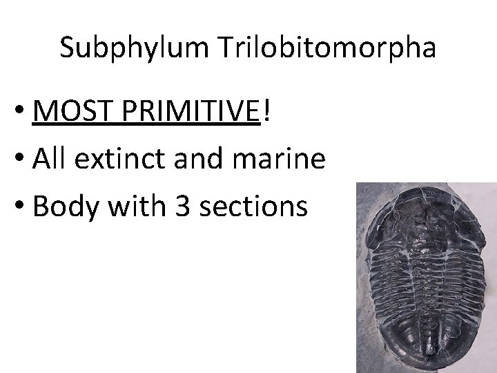 Subphylum Trilobitomorpha • MOST PRIMITIVE! • All extinct and marine • Body with 3