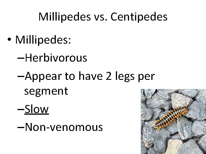 Millipedes vs. Centipedes • Millipedes: –Herbivorous –Appear to have 2 legs per segment –Slow