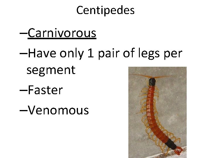 Centipedes –Carnivorous –Have only 1 pair of legs per segment –Faster –Venomous 