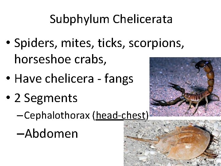 Subphylum Chelicerata • Spiders, mites, ticks, scorpions, horseshoe crabs, • Have chelicera - fangs