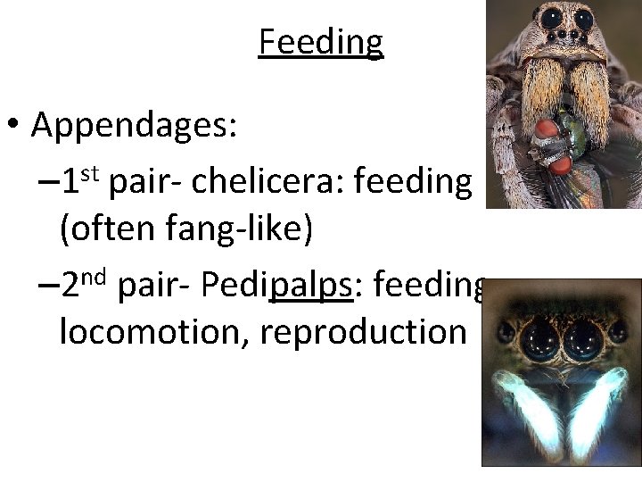 Feeding • Appendages: st – 1 pair- chelicera: feeding (often fang-like) nd – 2