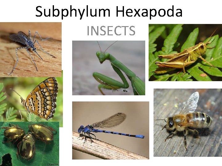 Subphylum Hexapoda INSECTS 