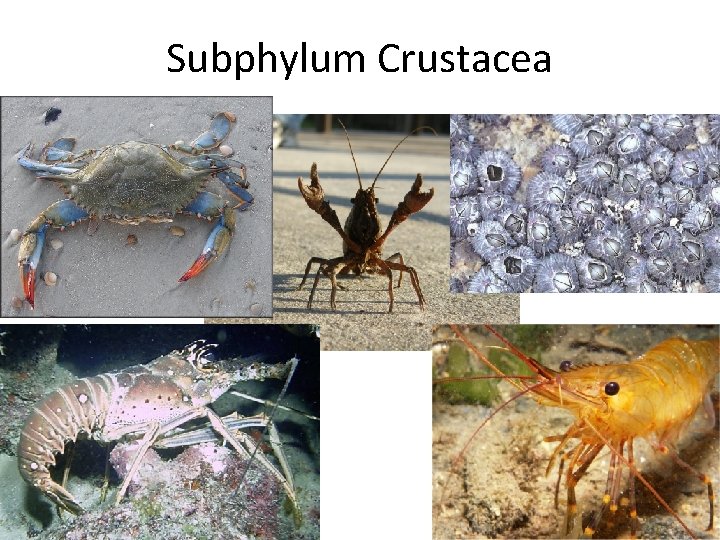 Subphylum Crustacea 