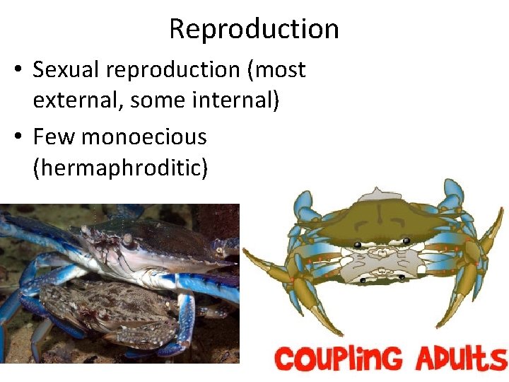 Reproduction • Sexual reproduction (most external, some internal) • Few monoecious (hermaphroditic) 