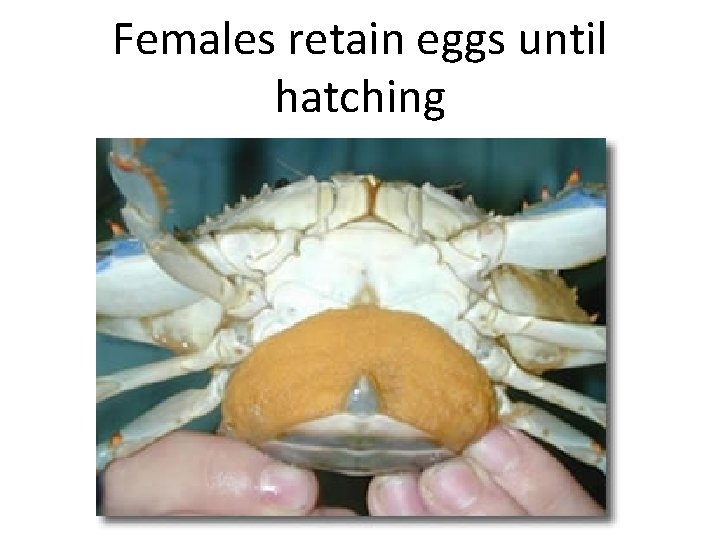 Females retain eggs until hatching 