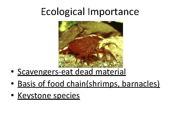 Ecological Importance • Scavengers-eat dead material • Basis of food chain(shrimps, barnacles) • Keystone