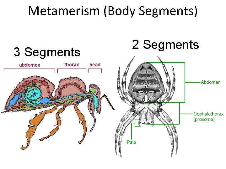 Metamerism (Body Segments) 3 Segments 2 Segments 