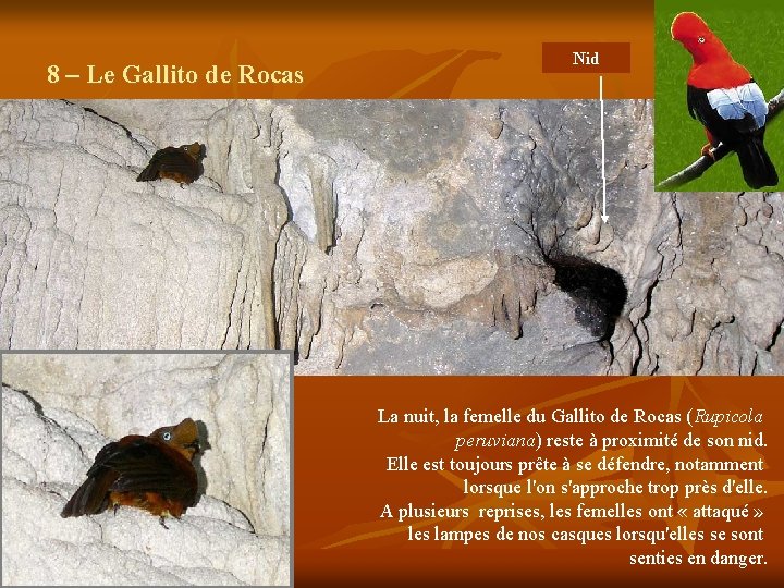 8 – Le Gallito de Rocas Nid La nuit, la femelle du Gallito de