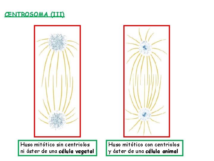 CENTROSOMA (III) Huso mitótico sin centriolos ni áster de una célula vegetal Huso mitótico