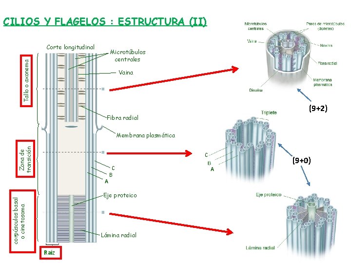 CILIOS Y FLAGELOS : ESTRUCTURA (II) Corte longitudinal Tallo o axonema Microtúbulos centrales Vaina