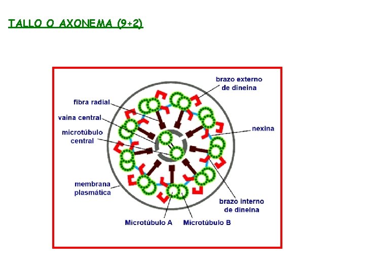 TALLO O AXONEMA (9+2) 