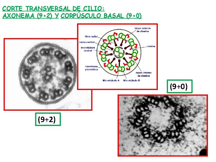 CORTE TRANSVERSAL DE CILIO: AXONEMA (9+2) Y CORPÚSCULO BASAL (9+0) (9+2) 