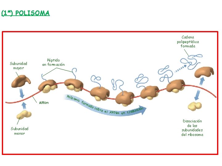 (1*) POLISOMA Cadena polipeptídica formada Subunidad mayor Péptido en formación Poli ARNm Subunidad menor