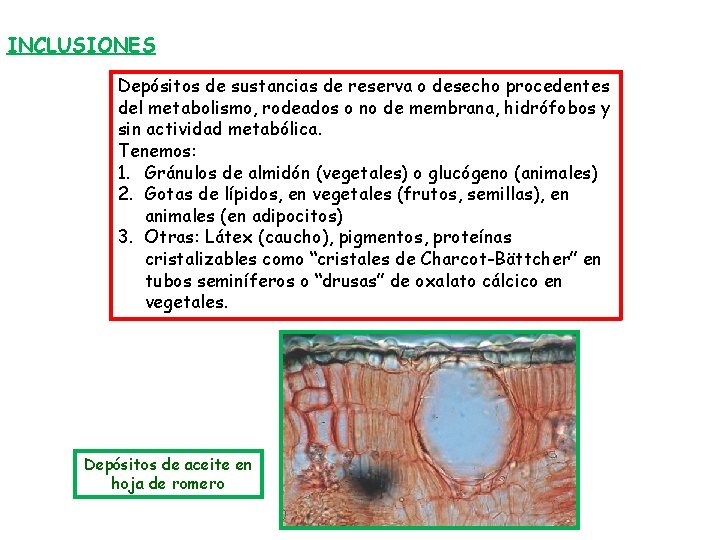 INCLUSIONES Depósitos de sustancias de reserva o desecho procedentes del metabolismo, rodeados o no