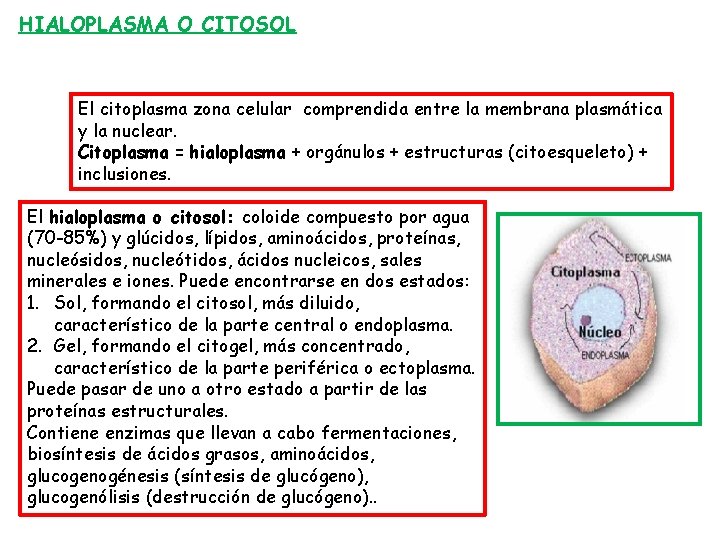 HIALOPLASMA O CITOSOL El citoplasma zona celular comprendida entre la membrana plasmática y la