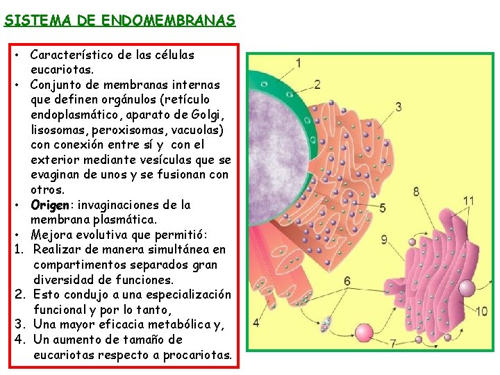 SISTEMA DE ENDOMEMBRANAS • Característico de las células eucariotas. • Conjunto de membranas internas