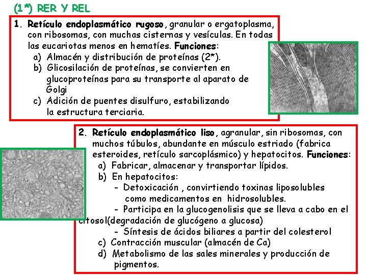 (1*) RER Y REL 1. Retículo endoplasmático rugoso, granular o ergatoplasma, con ribosomas, con