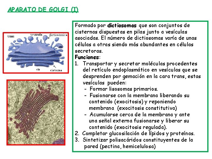APARATO DE GOLGI (I) Formado por dictiosomas que son conjuntos de cisternas dispuestas en