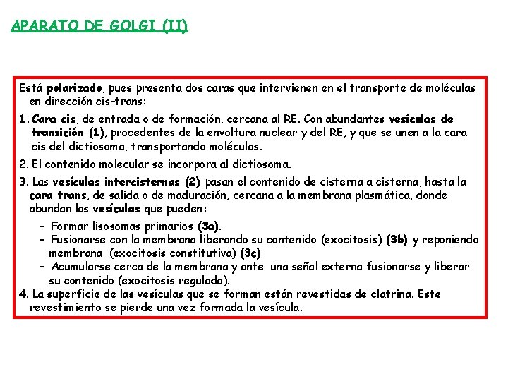 APARATO DE GOLGI (II) Está polarizado, pues presenta dos caras que intervienen en el