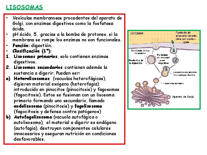 LISOSOMAS • • 1. 2. a) b) Vesículas membranosas procedentes del aparato de Golgi,