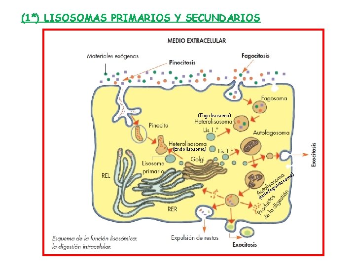 (1*) LISOSOMAS PRIMARIOS Y SECUNDARIOS (Fagolisosoma) (Endolisosoma) ut (a lis go a of o