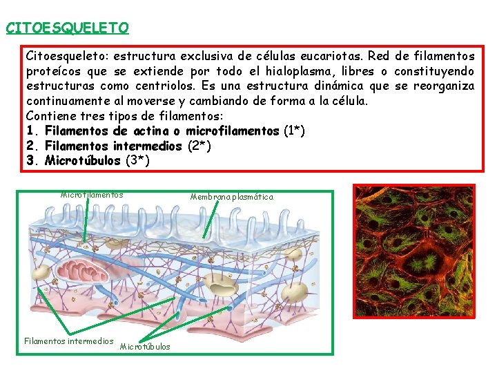 CITOESQUELETO Citoesqueleto: estructura exclusiva de células eucariotas. Red de filamentos proteícos que se extiende