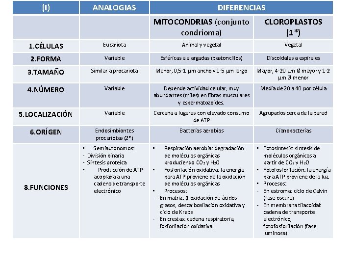 (I) ANALOGIAS DIFERENCIAS MITOCONDRIAS (conjunto condrioma) CLOROPLASTOS (1*) 1. CÉLULAS Eucariota Animal y vegetal