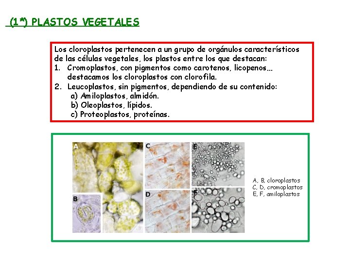 (1*) PLASTOS VEGETALES Los cloroplastos pertenecen a un grupo de orgánulos característicos de las