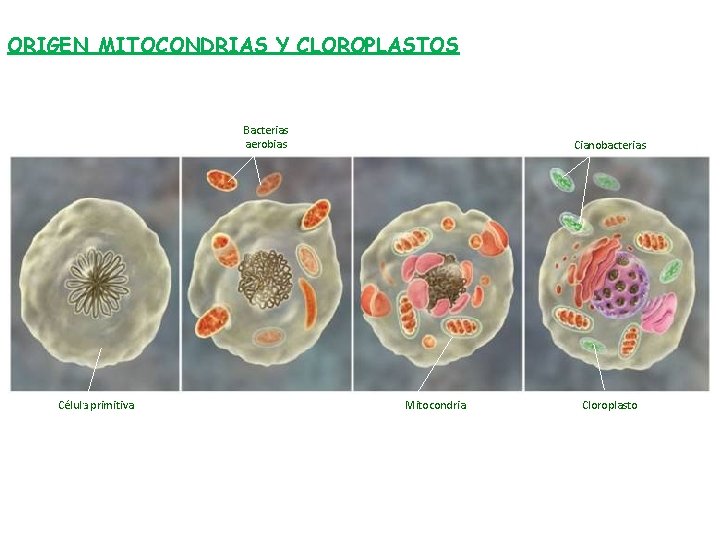 ORIGEN MITOCONDRIAS Y CLOROPLASTOS Bacterias aerobias Célula primitiva Cianobacterias Mitocondria Cloroplasto 